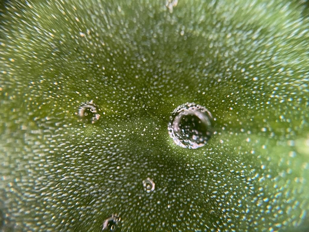 teknik macro